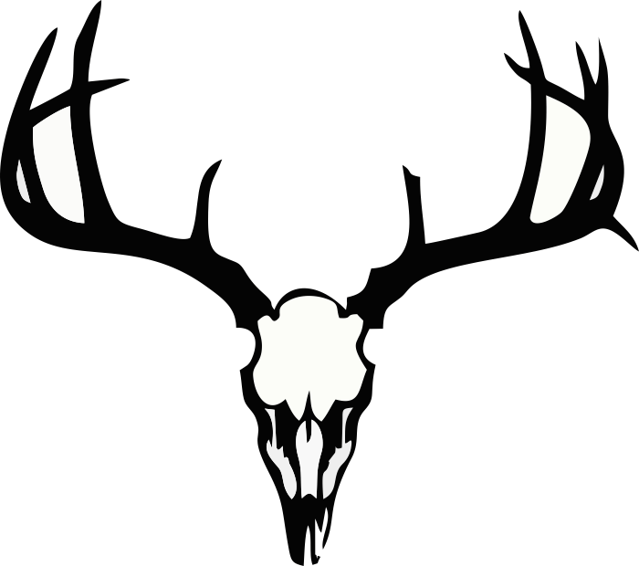 buck skull